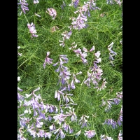 Vicia Melanops (fam. Papilionacees) (Europe meridionale) (2)